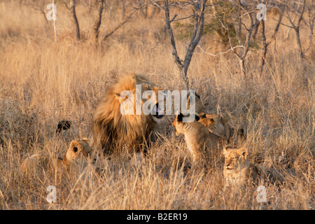 A male lion surrounded by his cubs, snarling impatiently as a cub snarls back Stock Photo