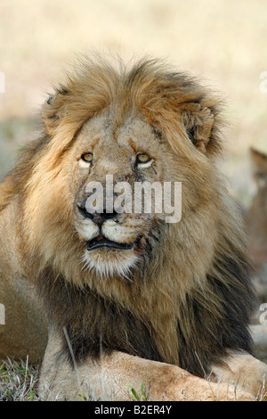 Portrait of a male lion looking alert Stock Photo