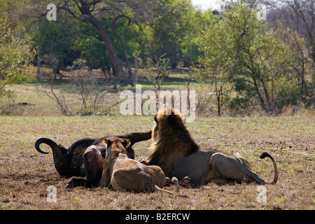 Lion and lioness feeding on buffalo kill with the male looking up and his tail twitching Stock Photo