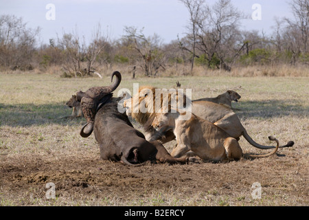 A male lion pulling at a buffalo carcass to turn it over with a lioness looking on. Stock Photo