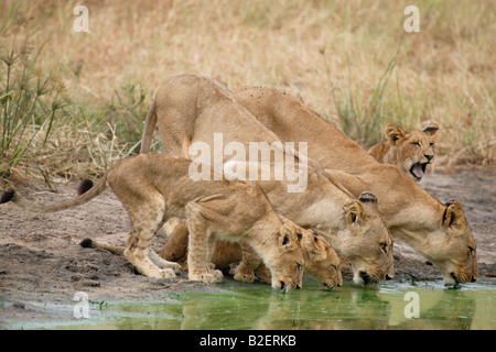 Lion pride with three cubs drinking from a natural wateringhole Stock Photo