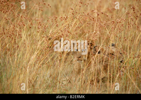 Lion cubs hiding in long grass Stock Photo