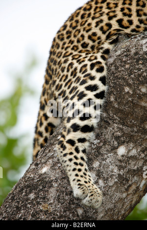 Detail of the hind quarters of a young leopard resting on a branch Stock Photo