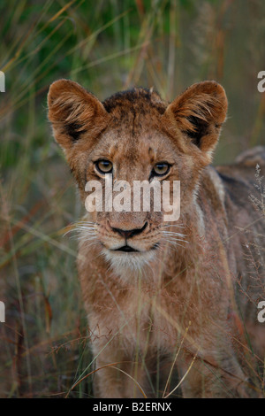 Portrait of a thin lion cub with ribs and hip bones protruding Stock ...