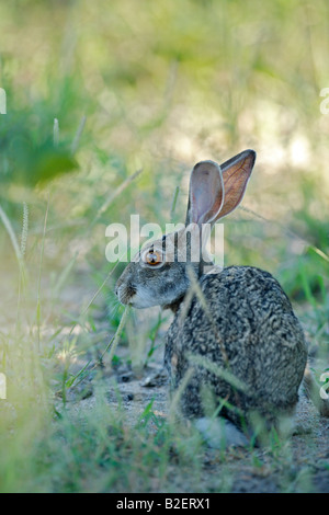 Scrub hare (Lepus saxatilis) feeding on a grass seed head Stock Photo