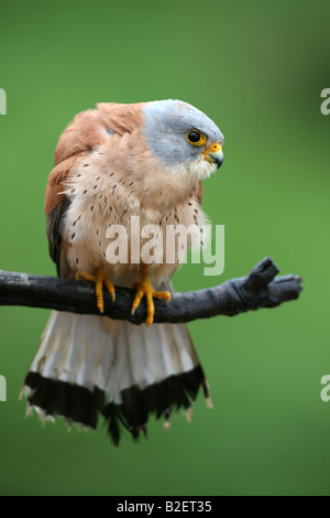 Lesser Kestrel Falco naumanni in Extremadura Spain Stock Photo