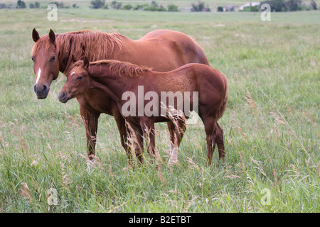 Sorrel quarter horse mare and foal in field of tall green grass Stock Photo