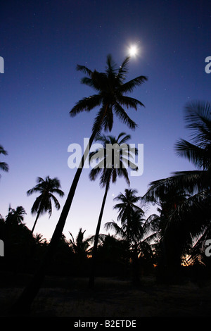 Silhouetted coconut palm trees at night with a stars shining in under a moonlit night sky Stock Photo