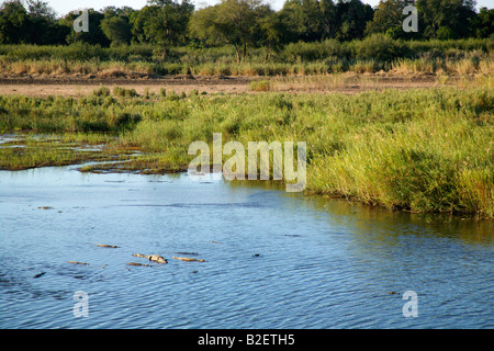 A raft of crocodiles lying in shallow waters of the Runde River near the Dhow moorings Stock Photo