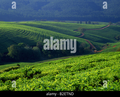 Tea Plantation near Tzaneen Stock Photo