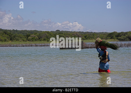 Woman wading across the lake carrying a bundle of reeds on her head. Stock Photo