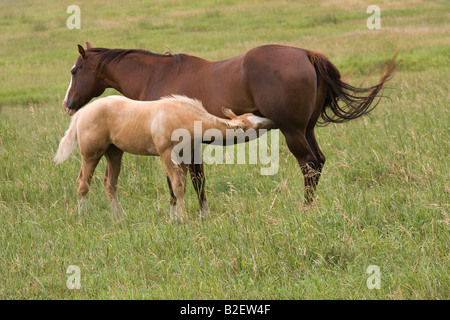 Chestnut quarter horse mare with nursing palomino foal, relaxing in a pasture of tall green grass Stock Photo