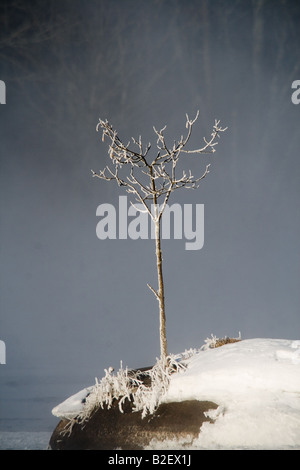 Hoar frost on the east fork of the Chippewa River Sawyer Co WI Stock Photo