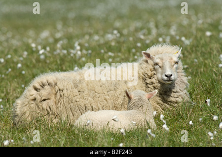 Shetland Sheep White Ewe with lamb resting among cotton grass Hermaness Unst Shetland Islands Scotland UK Europe June Stock Photo