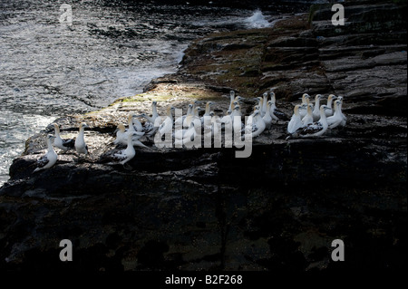 Northern Gannet Morus bassanus 2nd 3d and 4th year juvenile gannet group on sandstone cliff ledge Noss Shetland Islands Scotland Stock Photo