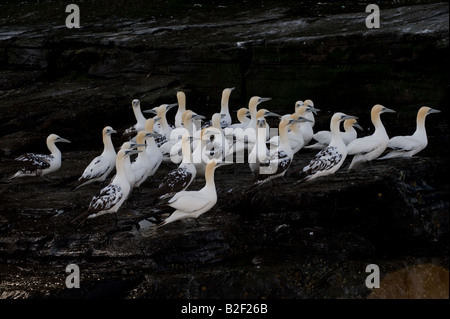 Northern Gannet Morus bassanus 2nd 3d and 4th year juvenile gannet group on sandstone cliff ledge Noss Shetland Islands Scotland Stock Photo