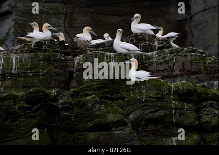 Northern Gannet Morus bassanus 2nd 3d and 4th year juvenile gannet group on sandstone cliff ledge Noss Shetland Islands Scotland Stock Photo