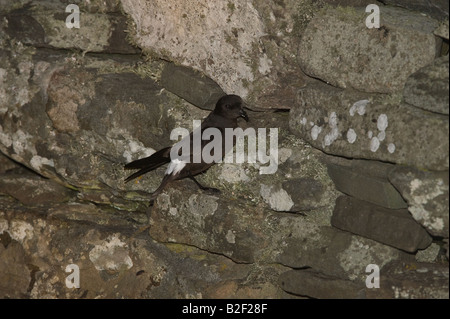 Storm Petrel Hydrobates pelagicus on the wall of Iron Age Broch Mousa RSPB Reserve Mousa Isle Shetland Islands Scotland UK June Stock Photo