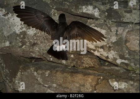 Storm Petrel Hydrobates pelagicus on the wall of Iron Age Broch Mousa RSPB Reserve Mousa Isle Shetland Islands Scotland UK June Stock Photo