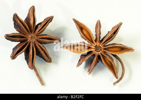 Aniseed Tree, Star Anise (Illicium verum), fruit, studio picture Stock Photo