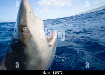 The Galapagos shark, Carcharhinus galapagensis, can reach twelve feet in length, Oahu, Hawaii. Stock Photo