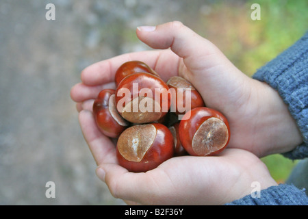 A child's hands holding a harvest of conkers Stock Photo