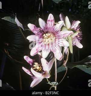 Passion flower - blossom / Passiflora coerulea Stock Photo