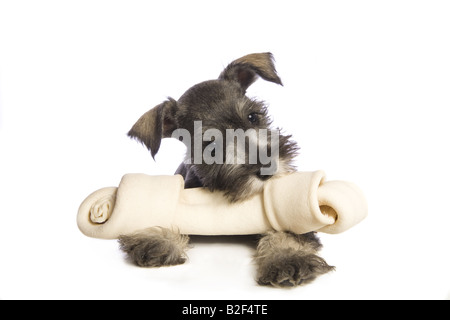 Adorable Miniature Schnauzer puppy with big rawhide bone isolated on white background Stock Photo
