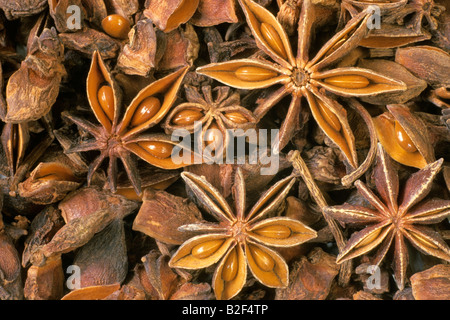 Aniseed Tree, Star Anise (Illicium verum), fruit Stock Photo