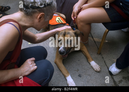 Dogs from the animal rescue group Pet I Care at the 10th annual Broadway Barks festival in the Shubert Alley in New York Stock Photo