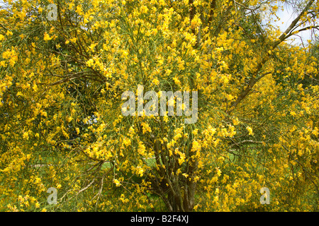 Genista Aetnensis - Mount Etna Broom Stock Photo