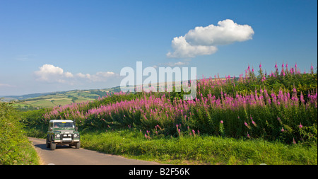 Land rover driving up a country lane beside Rosebay Willow Herb in Exmoor National Park Somerset England Stock Photo