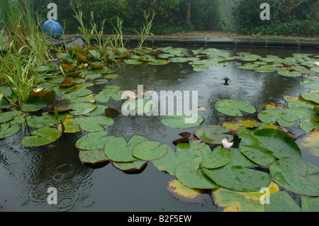 Garden pond in the rain with water lily pads and other aquatic plants in summer Stock Photo
