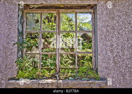 Window of a derelict farmhouse with broken glass, and plants growing behind Stock Photo