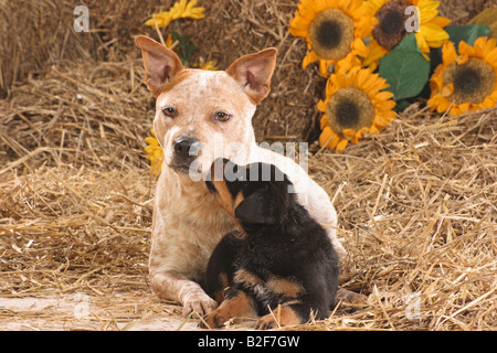 Australian Cattle Dog and Rottweiler puppy - lying in straw Stock Photo