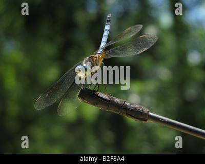 Close up of male Blue Dasher Dragonfly (Pachydiplax longipennis) perched on a car antenna Stock Photo