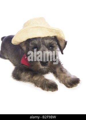 Adorable country Miniature Schnauzer puppy wearing red bandana and cowboy hat isolated on white background Stock Photo