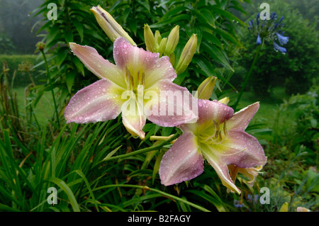 A pink yellow day lily Hemerocallis sp flower with rain drops Stock Photo