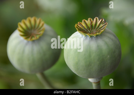 balanced close up of two poppy seed heads or buds filling the frame Stock Photo