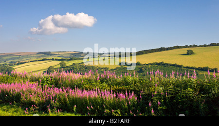 Summer wildflowers near Luxborough in Exmoor National Park Somerset England Stock Photo
