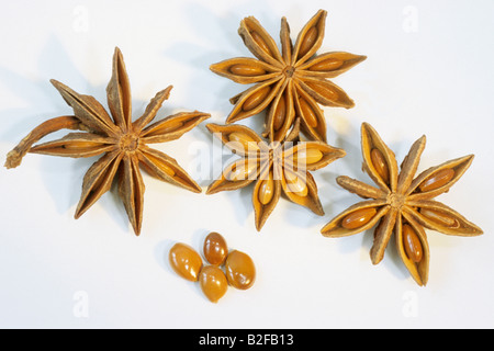 Aniseed Tree, Star Anise (Illicium verum), seeds, studio picture Stock Photo