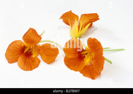 Garden Nasturtium, Indian Cress (Tropaeolum majus), flowers, studio picture Stock Photo