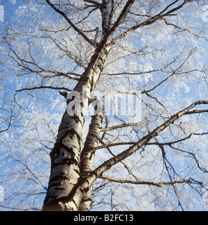 European Weeping birch with hoarfrost / Betula pendula Stock Photo