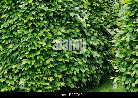 Hornbeam hedge Stock Photo