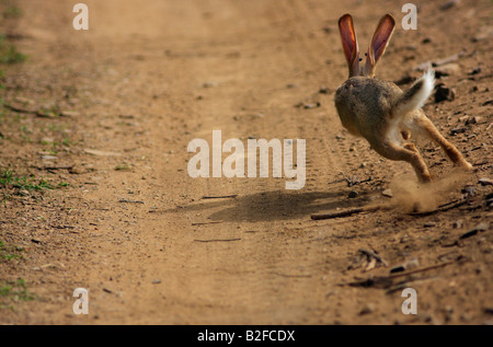 Black naped Jungle Hare in action, Ranthambhore forest, India. Stock Photo