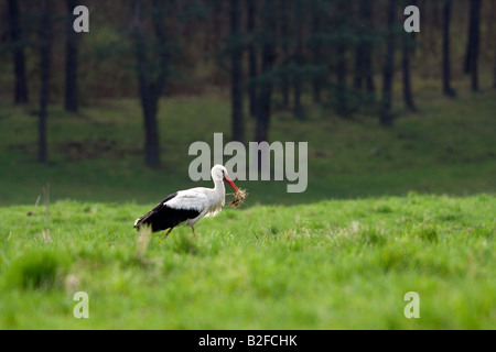 white stork on meadow Stock Photo