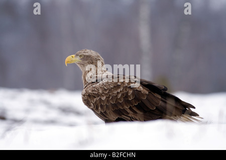 White-tailed eagle in snow Stock Photo