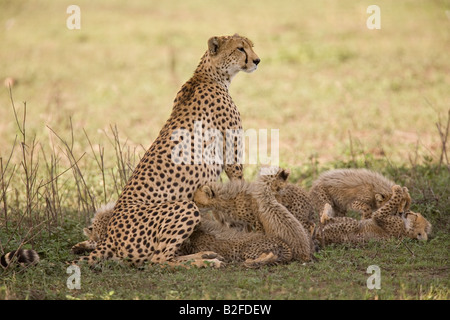 Cheetah Acinonyx jubatus mother suckling her 6 cubs Ndutu Serengeti Tanzania Stock Photo