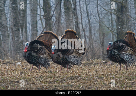 Jake eastern wild turkey in spring Stock Photo - Alamy