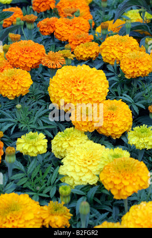 AFRICAN MARIGOLDS USED FOR BEDDING OUT Stock Photo